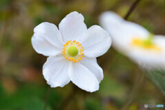 シュウメイギク