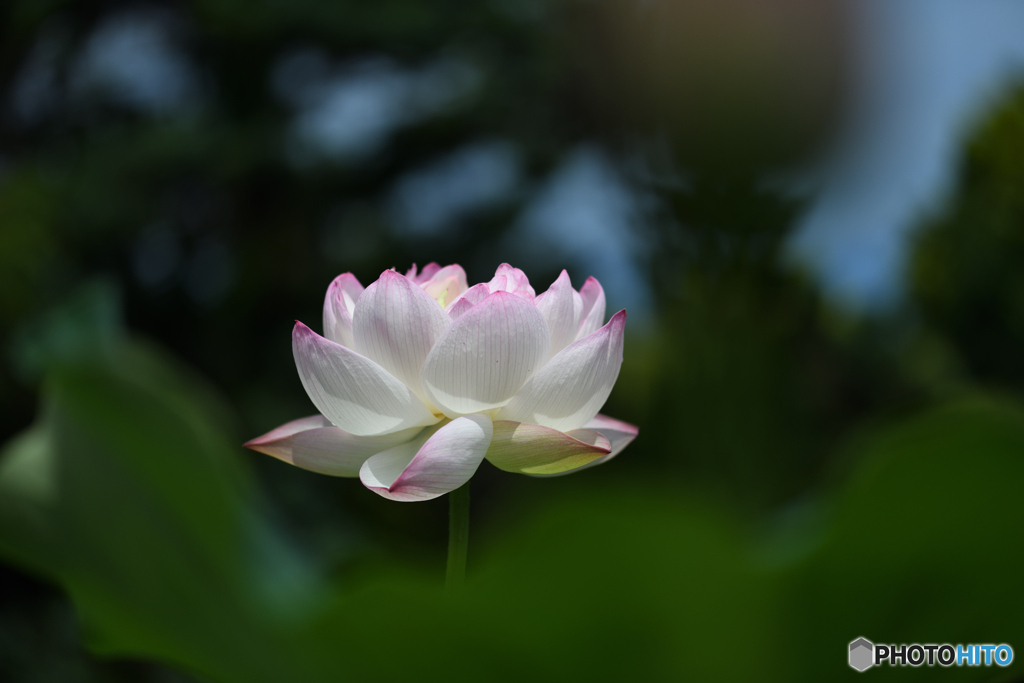 蓮の花一輪