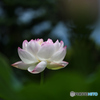 蓮の花一輪