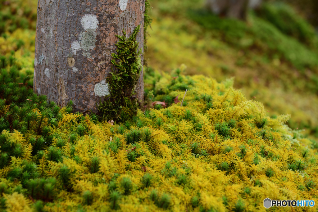 苔と木と
