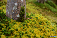苔と木と