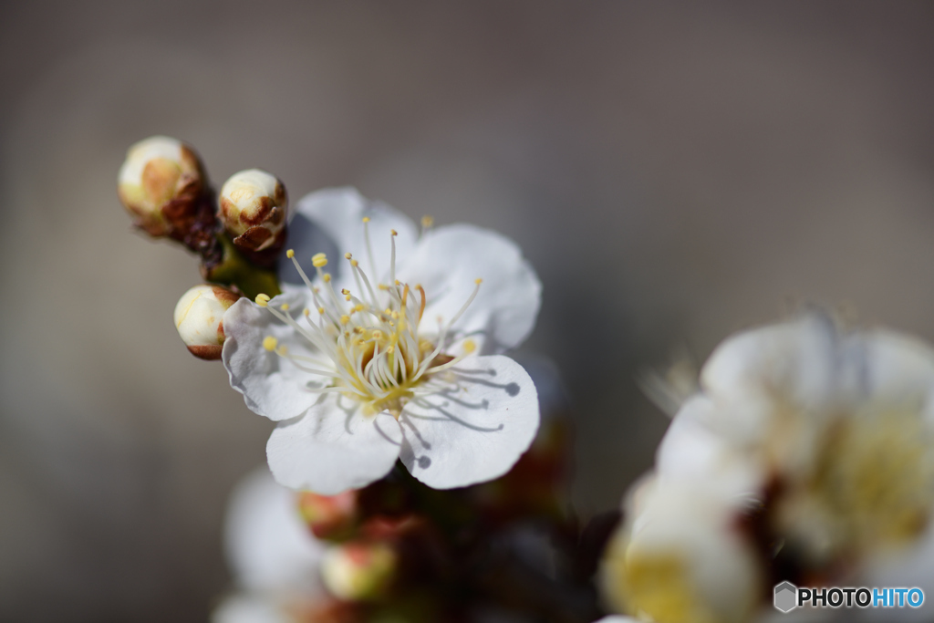 梅の花2