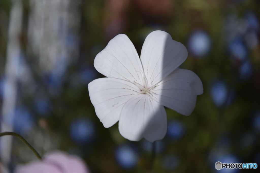 花1