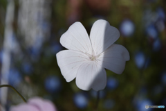 花1