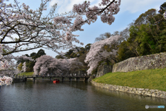 彦根城の桜