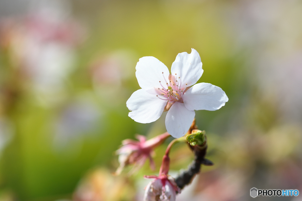 玉縄桜