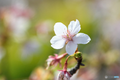 玉縄桜