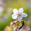 玉縄桜