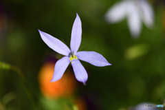 春の花