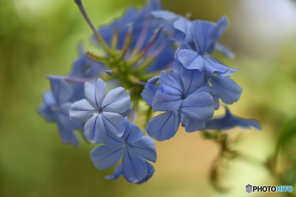 涼し気に咲く花