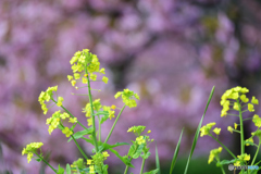 菜の花そして河津桜