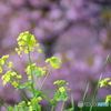 菜の花そして河津桜