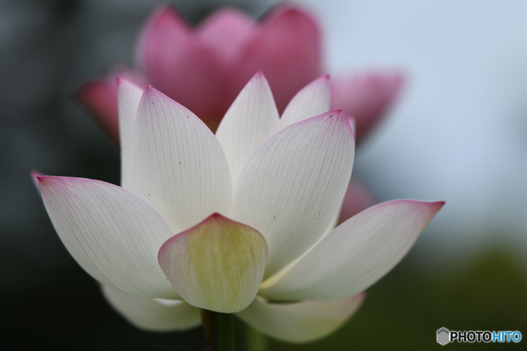 蓮の花