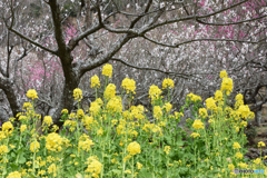 菜の花と梅