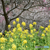 菜の花と梅