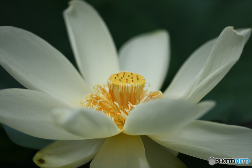 ハスの花