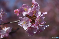 河津桜