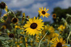 花の国のヒマワリ２