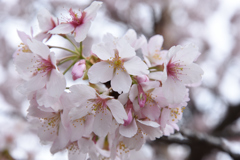 大船フラワーセンター 桜２