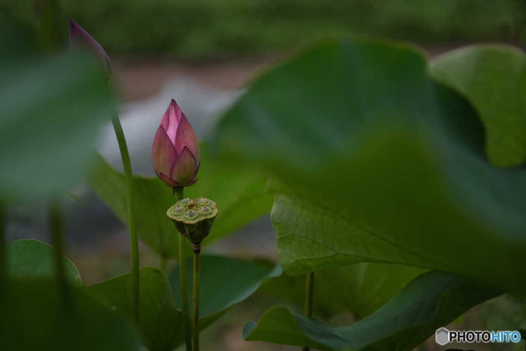 蓮のツボミと実