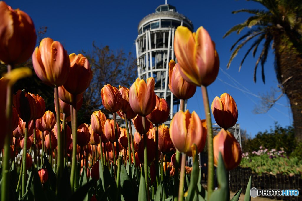ウィンターチューリップ