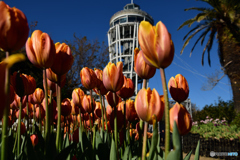 ウィンターチューリップ