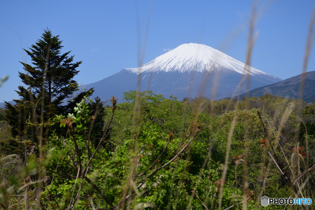 新緑と富士