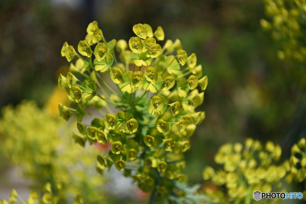 港の見える丘公園の花2