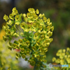 港の見える丘公園の花2