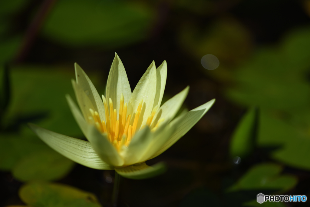熱帯性睡蓮3