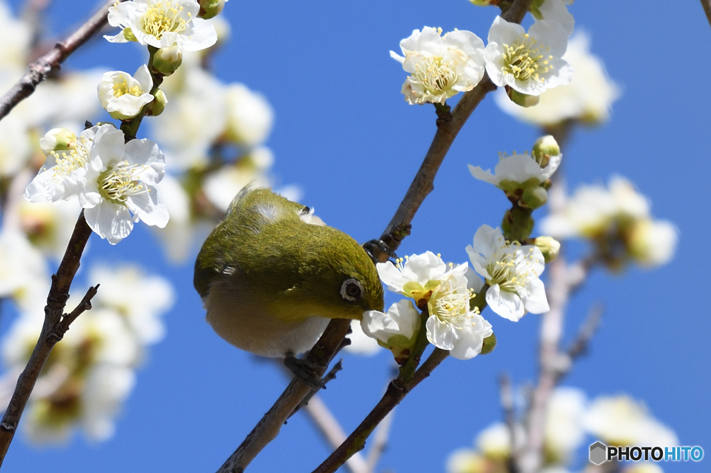 蜜に誘われて