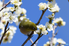 蜜に誘われて