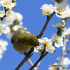 蜜に誘われて