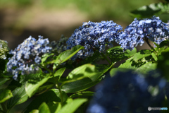 紫陽花