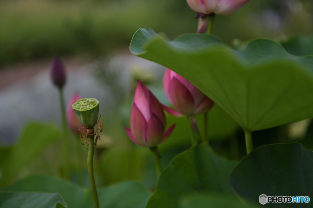 蓮のツボミと実