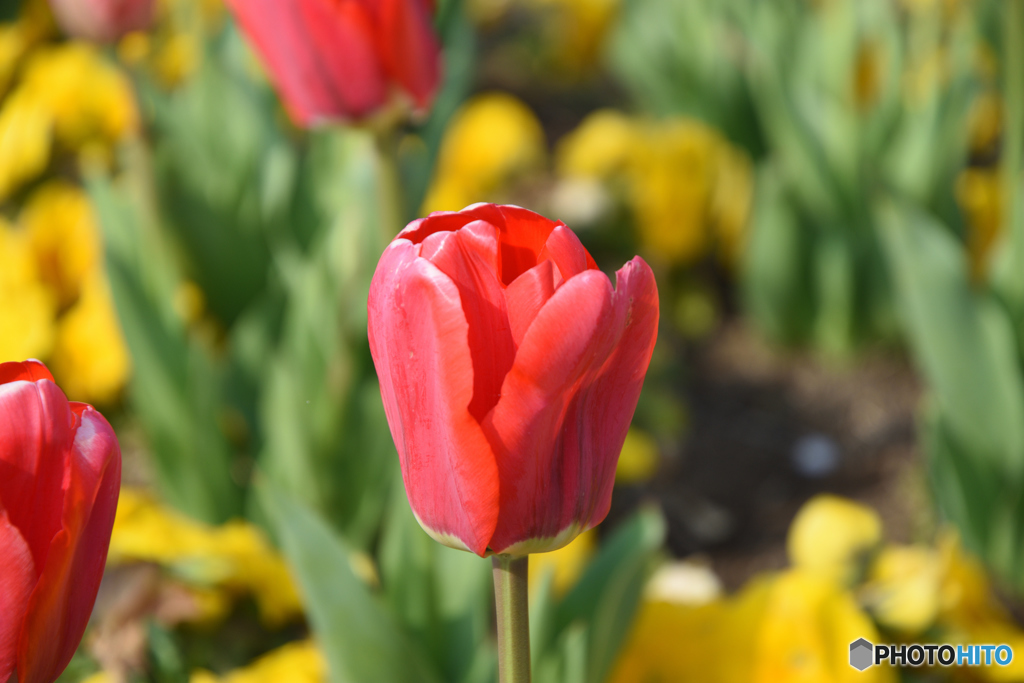 赤いチューリップ