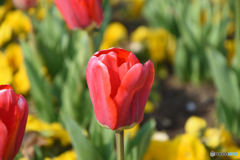 赤いチューリップ