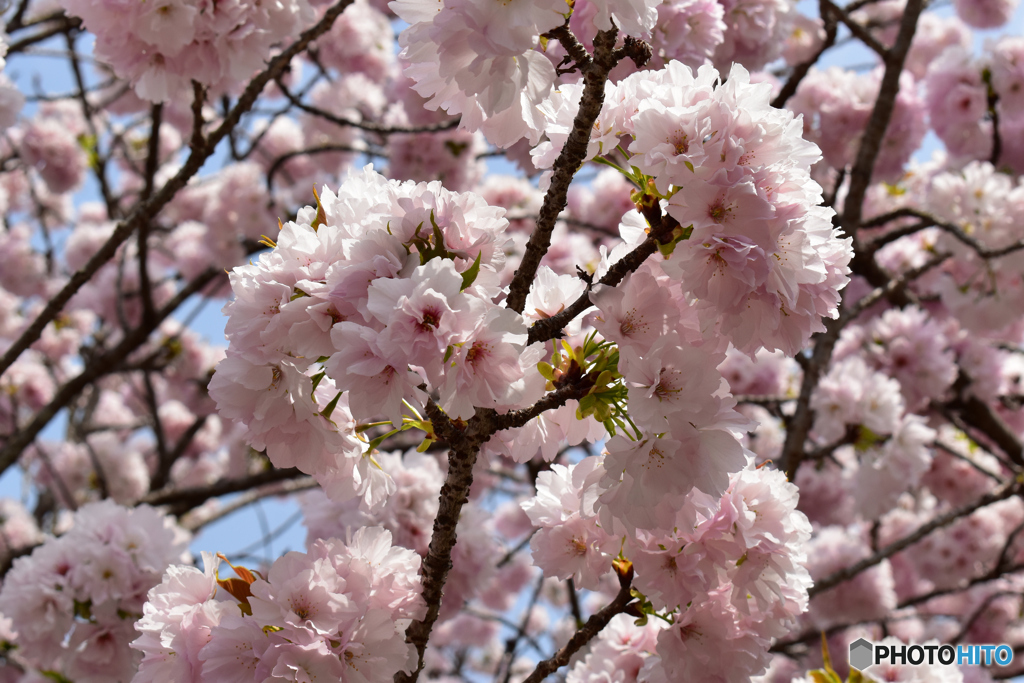 醍醐寺の桜3