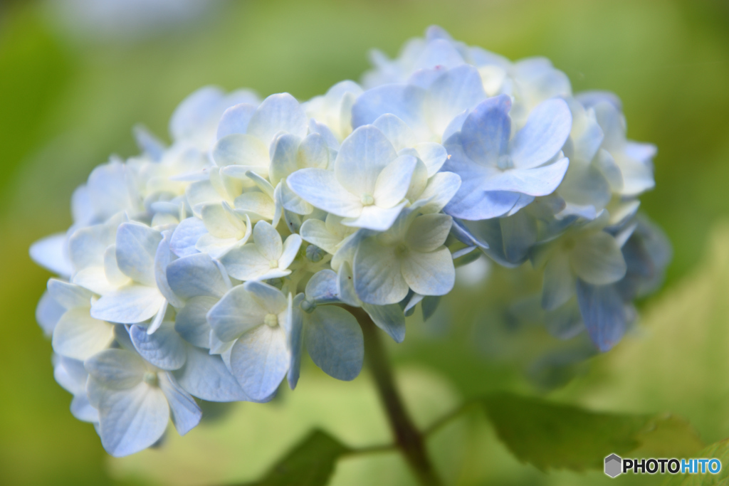 鎌倉 長谷寺のあじさい2