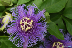 花の国の時計草