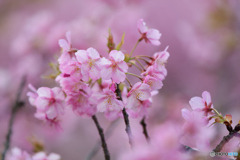 河津桜6