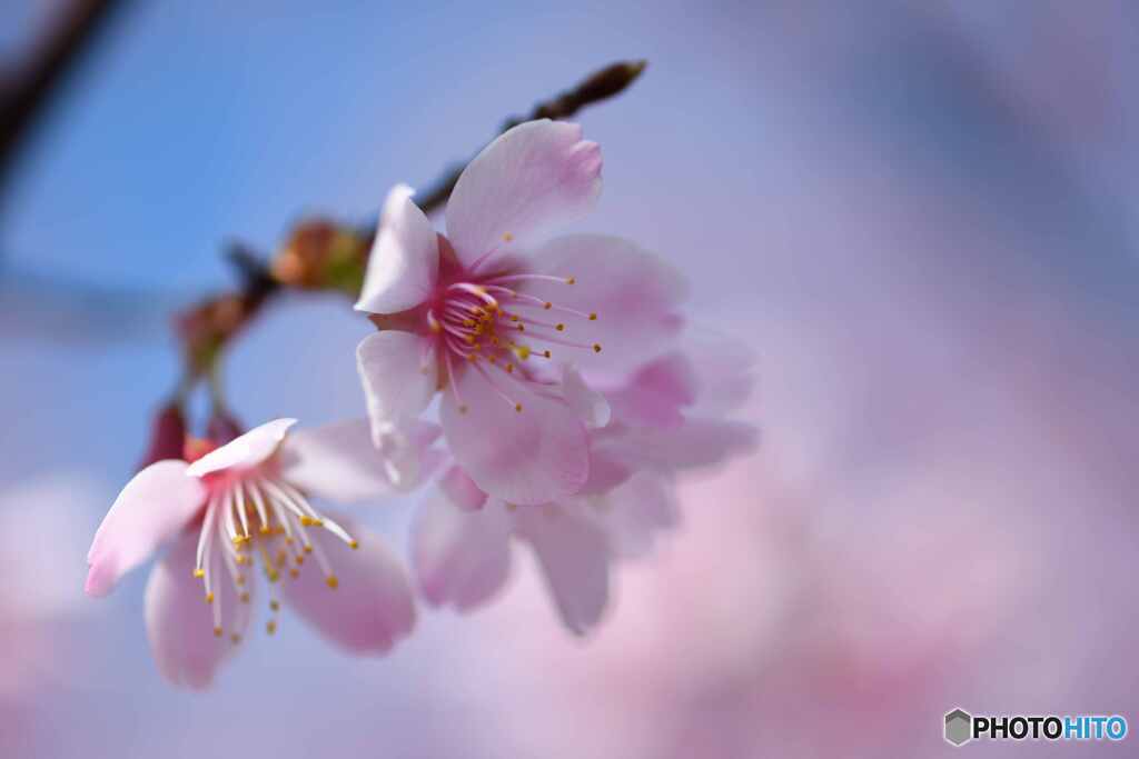 まめざくら雪嶺×八重咲寒緋桜