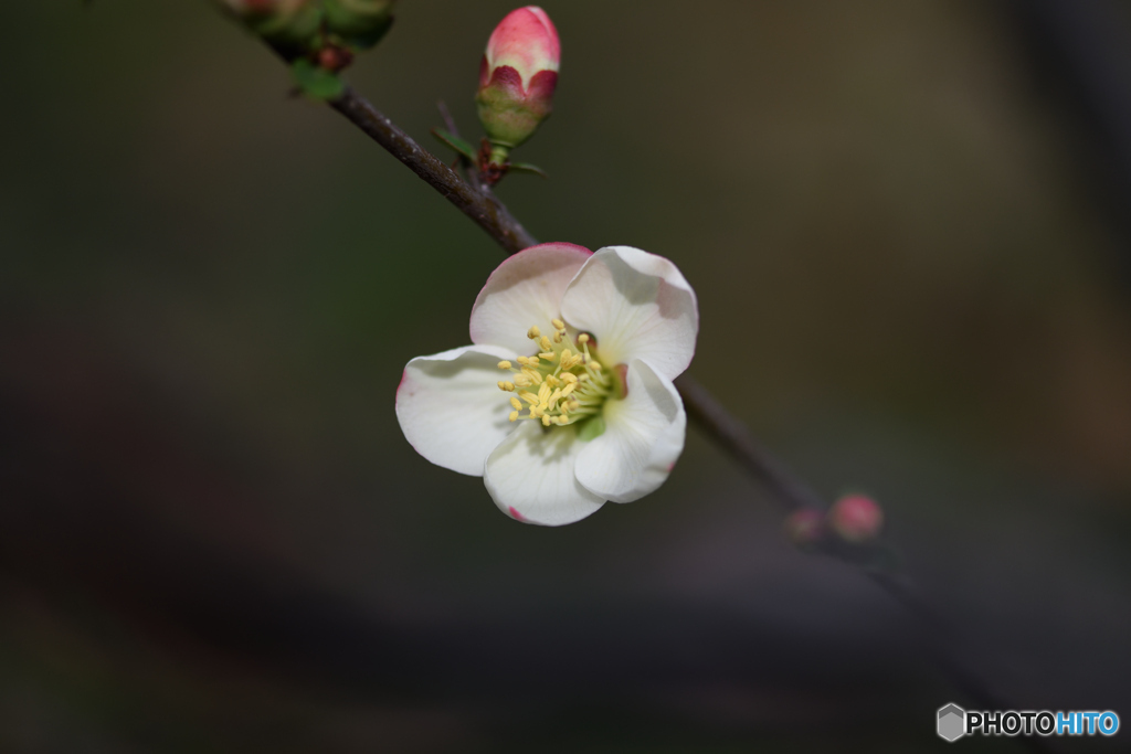木瓜の花　昭和錦