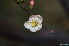 木瓜の花　昭和錦
