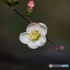 木瓜の花　昭和錦