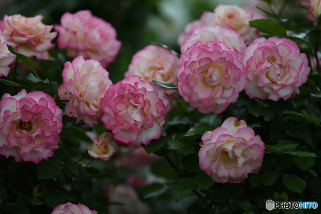 薔薇　ほのか