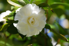 椿　白菊