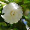 椿　白菊