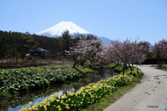春　富士山