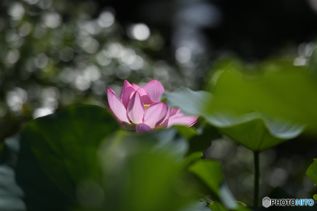 蓮の花